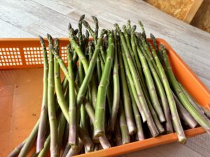 Aspar 373 first harvest