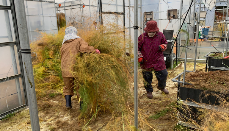 昨年の刈り取りの様子１