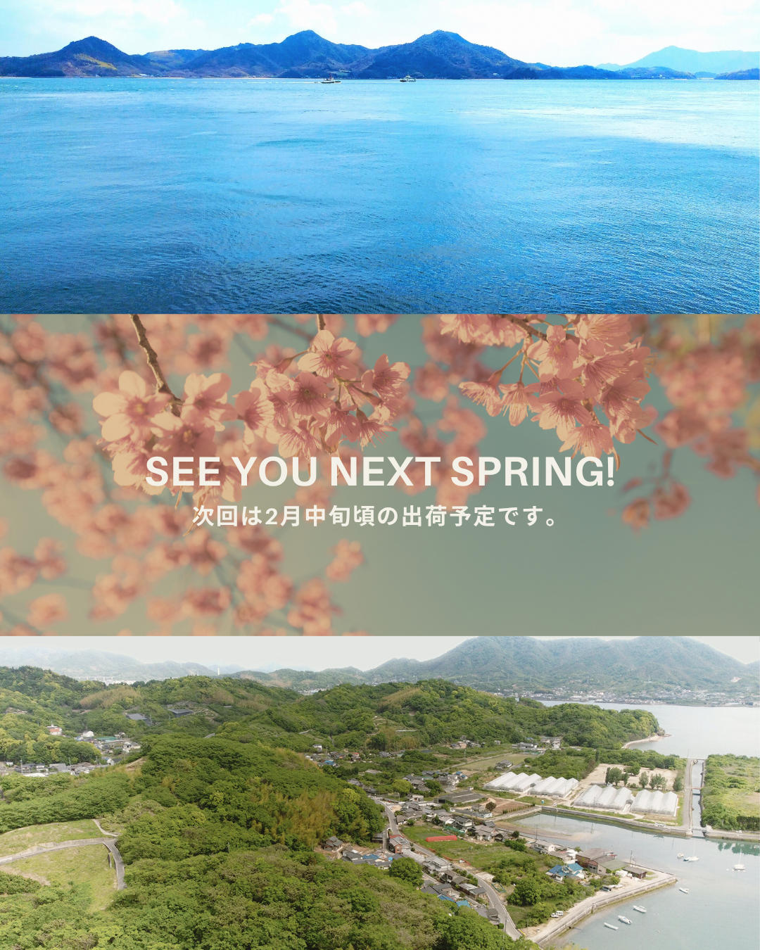 佐木島の景色と桜