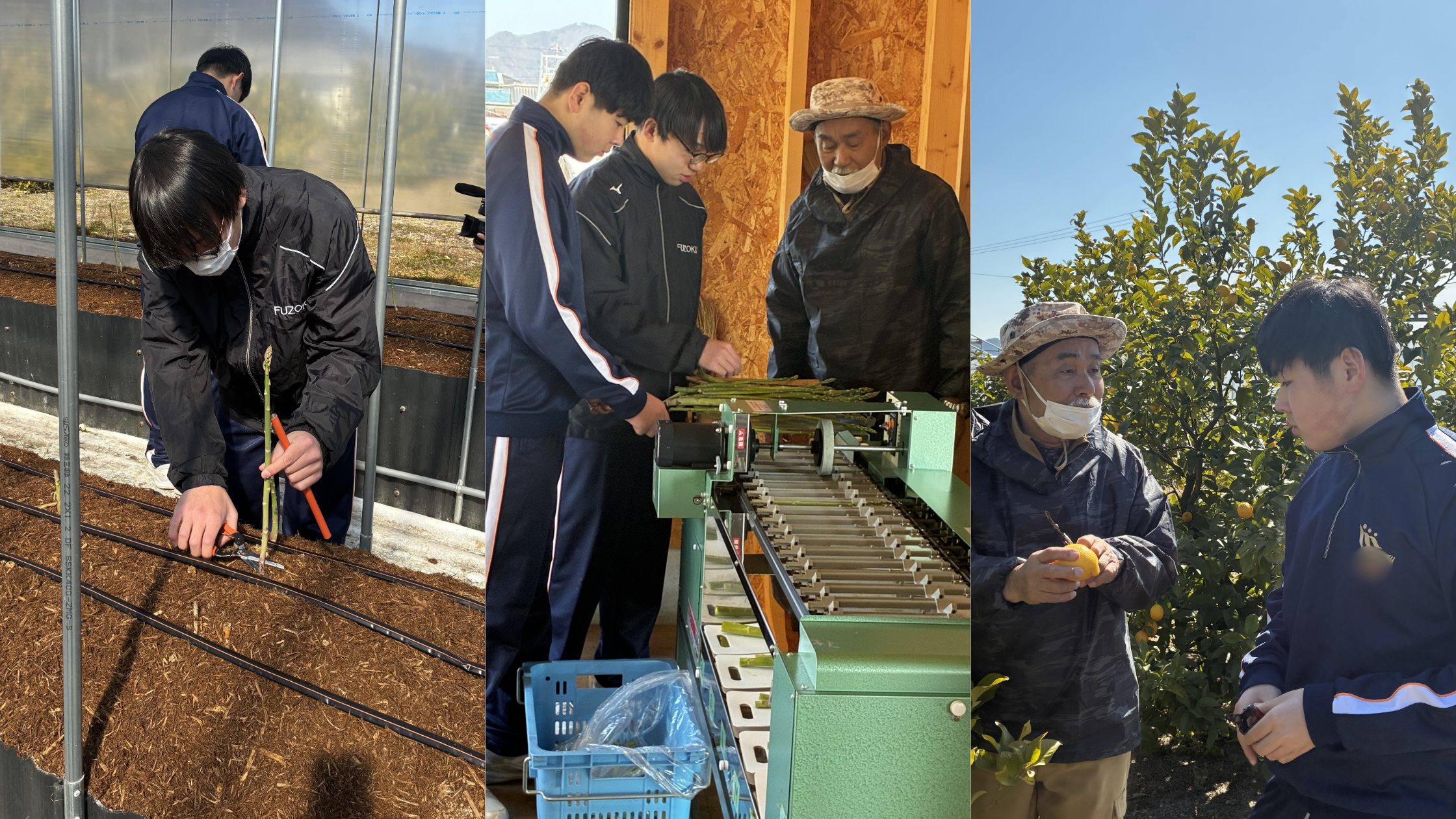 373.farm 職業体験 附属三原中学校